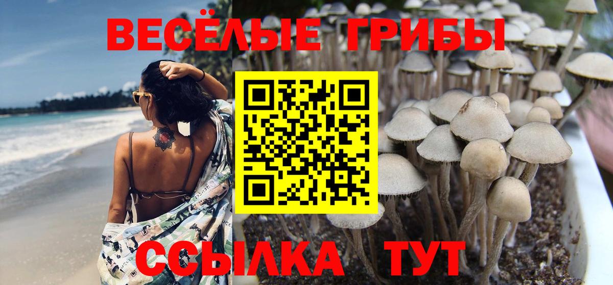 Галлюциногенные грибы GOLDEN TEACHER  Галлюциногенные грибы Cubensis  Великий Новгород  Вход с VPN 